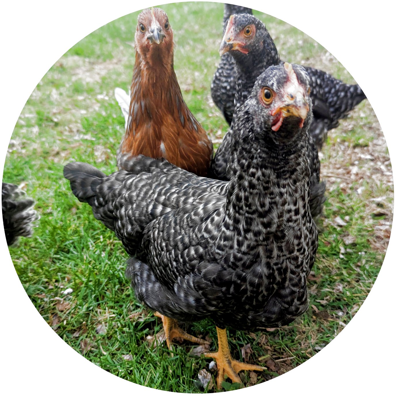 Chicken Icon